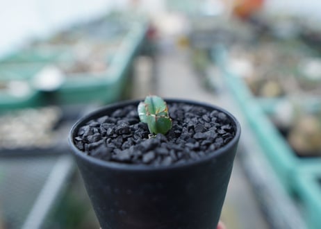 アガベ　チタノタ　 ブラックアンドブルー 　Agave titanota black and blue　No.15