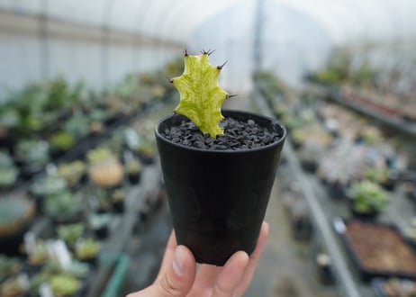 ユーフォルビア　イエローゴースト　Euphorbia lactea Yellow Ghost