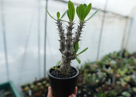 パキポディウム　デンシフローラム　Pachypodium densiflorum　No.6