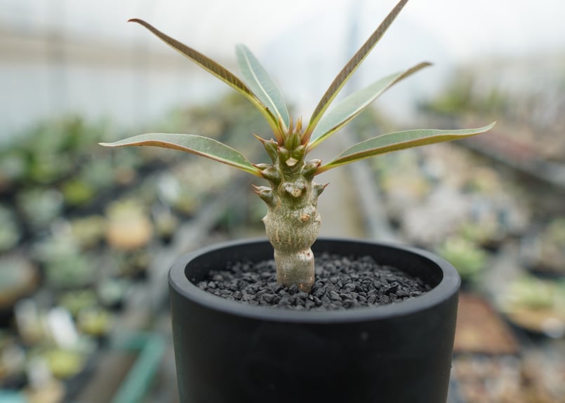 パキポディウム バロニー Pachypodium baronii | mana's farm: