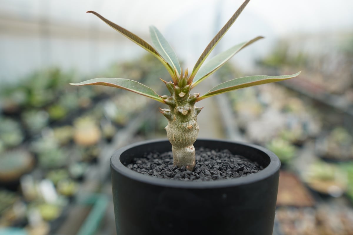 パキポディウム バロニー Pachypodium baronii パキポディウム バロニー Pachypodium baronii | mana's farm: