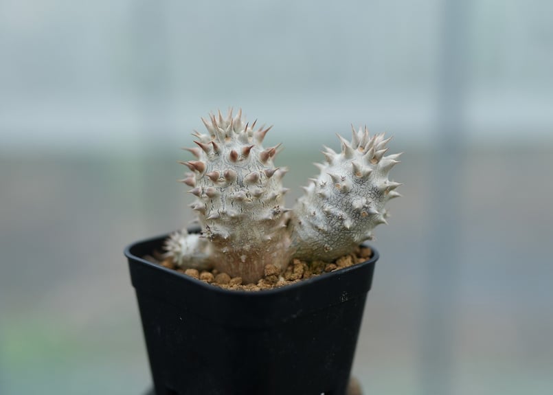 パキポディウム ホロンベンセ 沖縄実生 No.1 [2026/02/12] | mana's