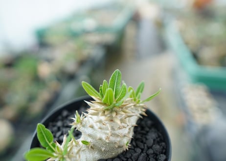 パキポディウム　恵比寿大黒　Pachypodium Densicaule　No.3