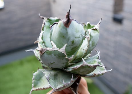 Agave B&B  №3