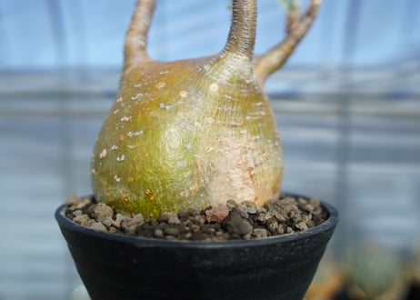 パキポディウム　グラキリス　 Pachypodium Gracilius　No.1
