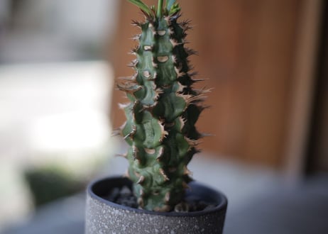噴火竜　Euphorbia viguieri