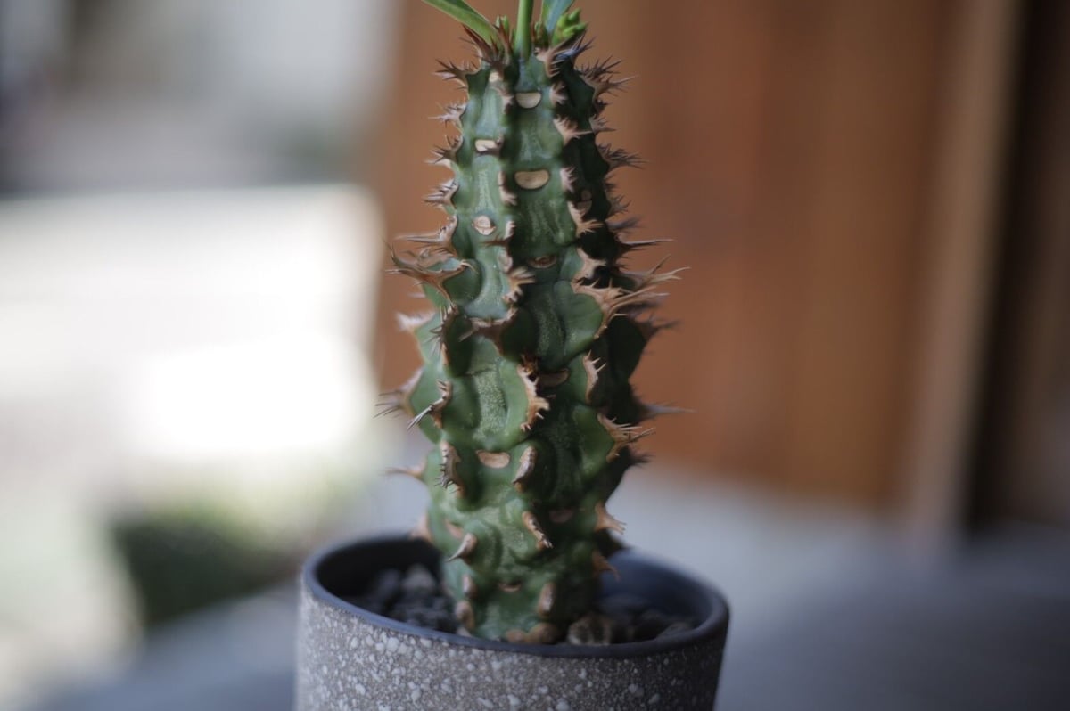 噴火竜 Euphorbia viguieri | mana's farm:塊根植物・アガベ・ド