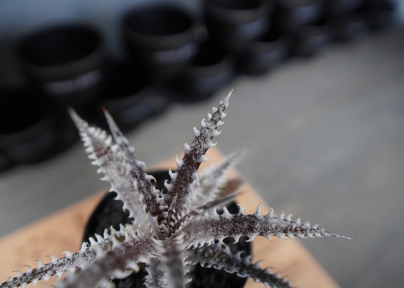 BCR(14929) ディッキア ガンダルフ a0565_Dyckia 'Gandalf' (BCR