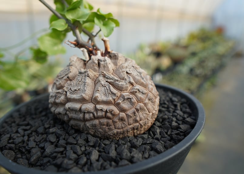 【新品未使用】OZWRT Spirit of Dioscorea 亀甲竜 精霊 OZWRT Spirit of Dioscorea 亀甲竜 ozwrt 亀甲竜 フィギュア OZWRT