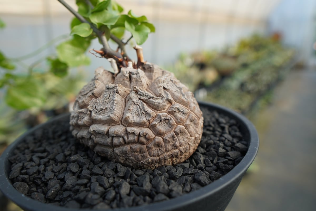 亀甲竜 Dioscorea elephantipes No.2 | mana's farm:塊