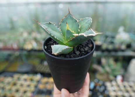 アガベ　チタノタ　FO-76　Agave titanota  FO-76　No.7