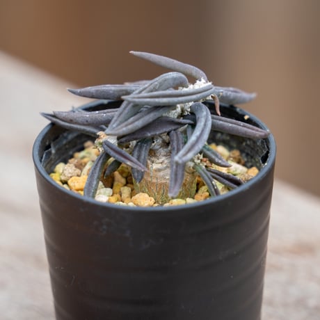 ユーフォルビア キリンドリフォリア ① ユーフォルビアキリンドリフォリア | STORES