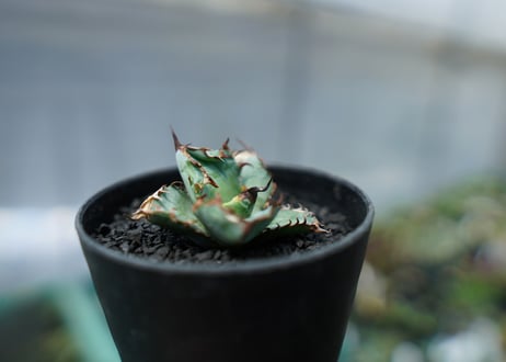 アガベ　チタノタ　 ブラックアンドブルー 　Agave titanota black and blue　No.1