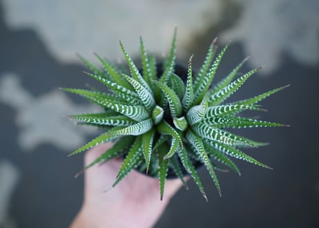 ハオルチア　十二の巻　Haworthia fasciata