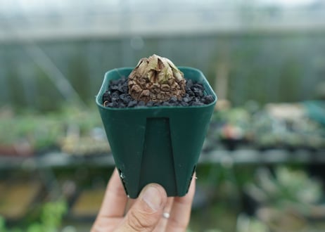 亀甲竜　Dioscorea elephantipes　No.3