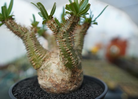 パキポディウム　グラキリス　Pachypodium  Gracilius No.6