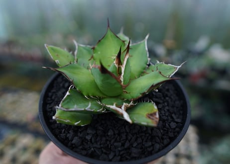 アガベ　チタノタ　Agave titanota　No.4