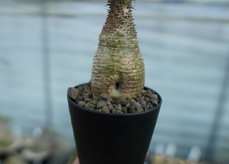 パキポディウム　グラキリス　 Pachypodium Gracilius
