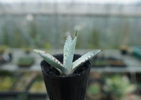 アガベ　屈原の舞扇 Agave 'Kutsugen no Maiougi'   No.2
