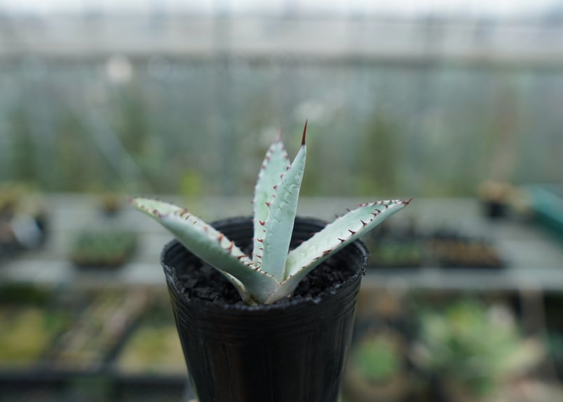 アガベ 屈原の舞扇 Agave 'Kutsugen no Maiougi' No.2 |