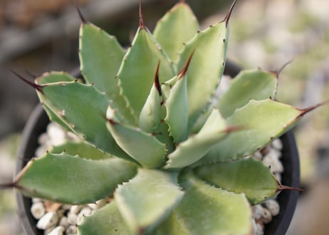 Agave Potatorum×Macroacantha　”八荒雷神”　No.2