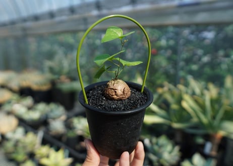 亀甲竜　Dioscorea elephantipes No.7