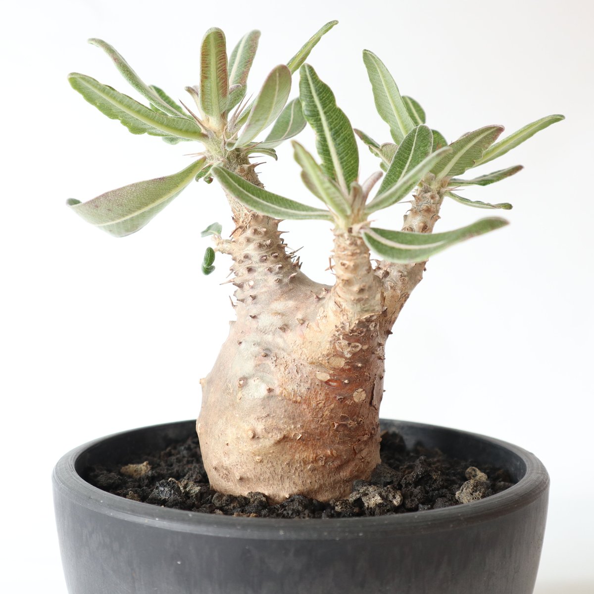 パキポディウム カクチペス | mana's farm:塊根植物・アガベ・ドライ