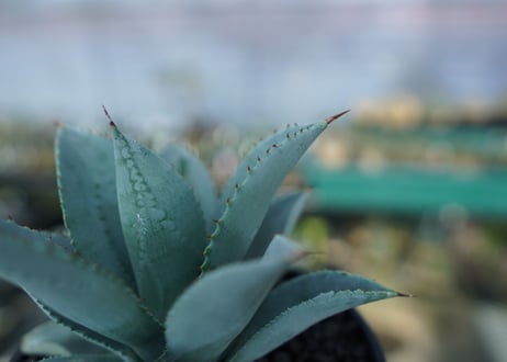 アガベ　ドラゴントゥース　Agave Dagontoes　No.6
