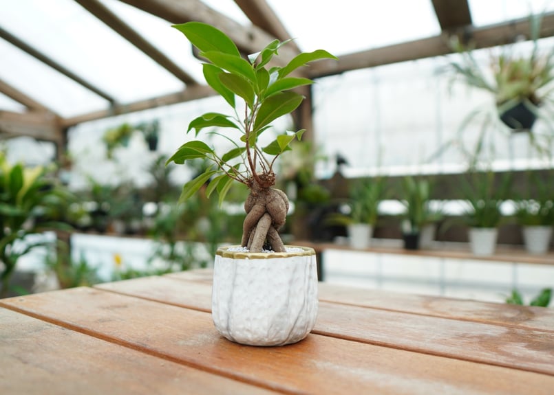 ガジュマル No.1 | mana's farm:塊根植物・アガベ・ドライガーデン植物