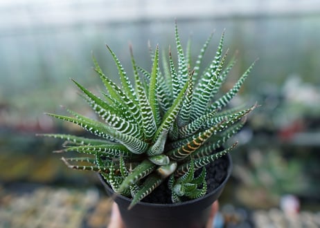 ハオルチア　十二の巻　Haworthia fasciata