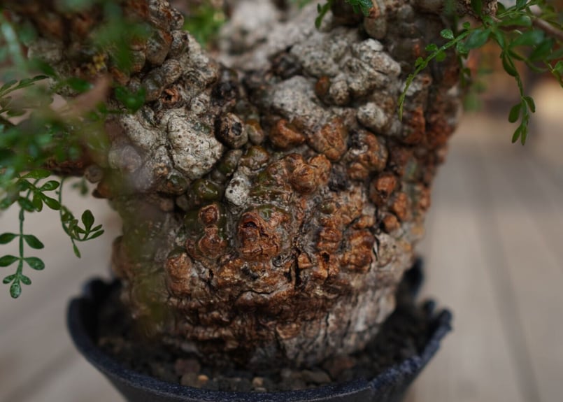 オペルクリカリア パキプス Operculicarya pachypus | mana's f