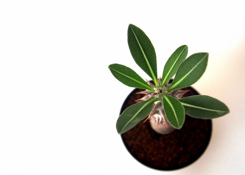 パキポディウム デンシフローラム シバ女王の玉櫛 Pachypodium