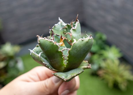 Agave titanota 白鯨嚴龍 カキコ NO.2
