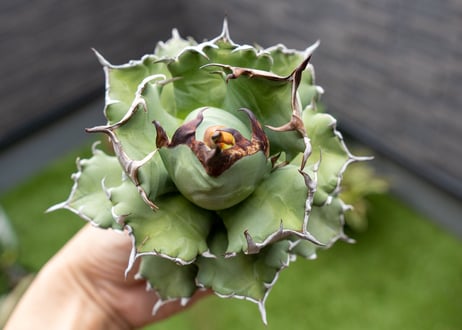 Agave titanota dwarf 姫厳龍 A NO.1 (G)
