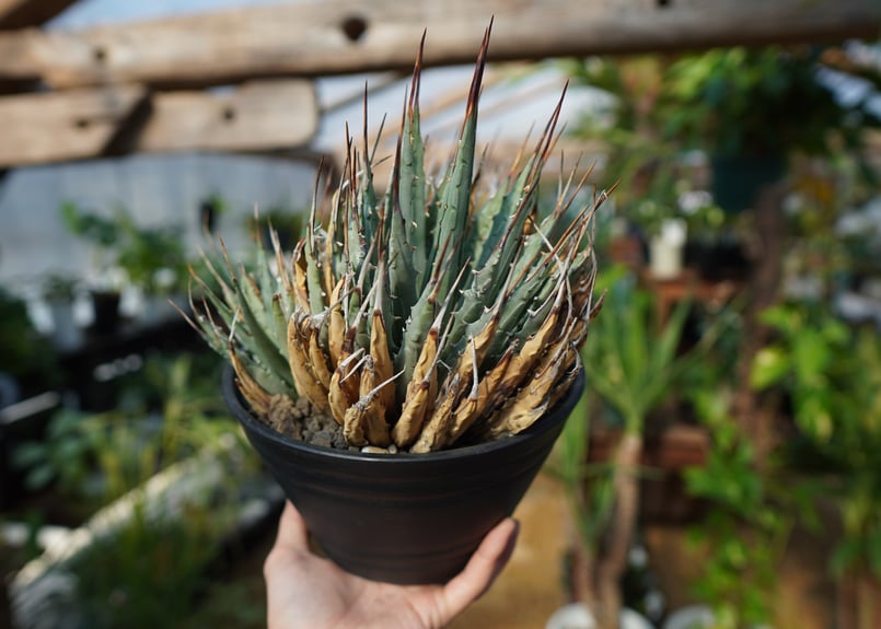 アガベ ユタエンシス No.1 | mana's farm:塊根植物・アガベ・ドライ