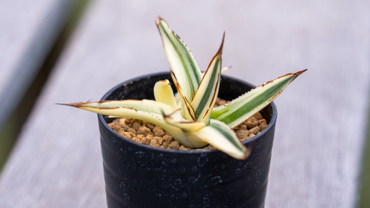 アガベ　サングロー　子株付き fit=scale-down,w=1200