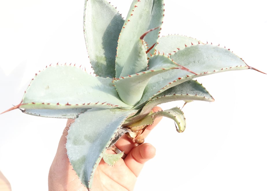 5bd99a5e5496ff6d320006d2
