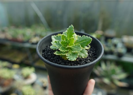 オトンナ　チュベローサ　Othonna tuberosa No.2