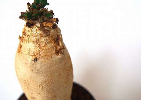 ユーフォルビア ステラータ 飛竜  Euphorbia stellata 4 未発根