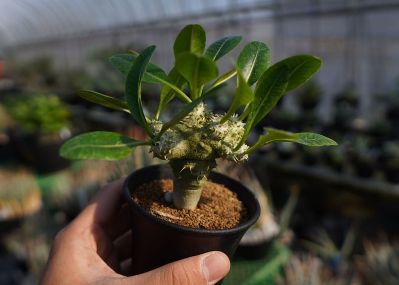 パキポディウムラメレイ台 恵比寿笑い接木 Pachypodium brevicaule | m