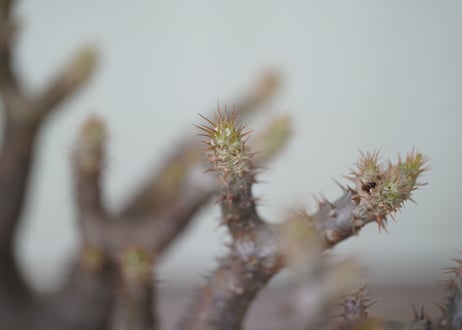 Pachypodium makayense
