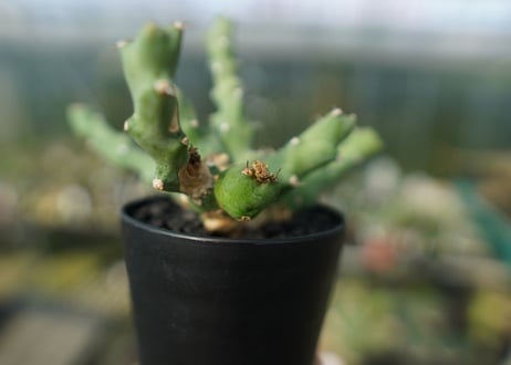 ユーフォルビア クリビコラ　Euphorbia clivicola