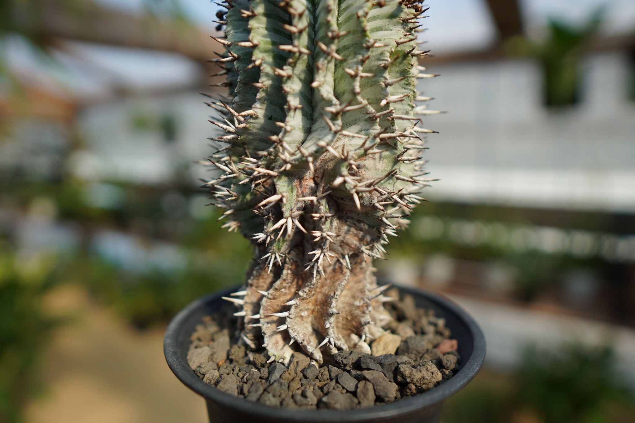 ユーフォルビア ホリダ ゼブラホリダ horrida 塊根植物 original