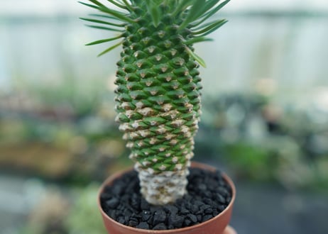 ユーフォルビア　ソテツキリン "パイナップルコーン"　Euphorbia sotetsukirin  No.8