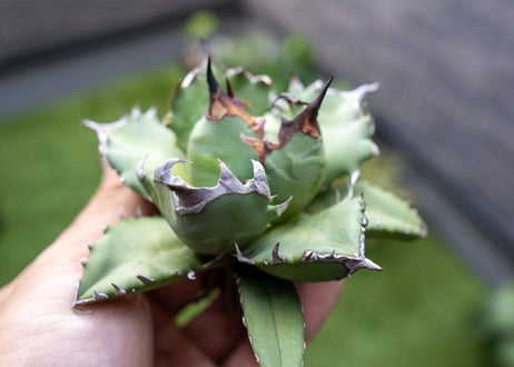 Agave titanota dwarf 姫厳龍NO.6