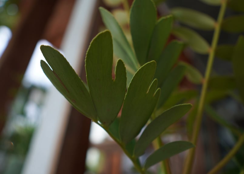 ザミア フロリダーナ Zamia floridana | mana's farm:塊根植物・ア