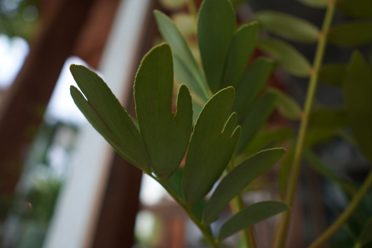 ザミア フロリダーナ Zamia floridana | mana's green:塊根植物販 ザミア フロリダーナ Zamia floridana | mana's green:塊根植物販