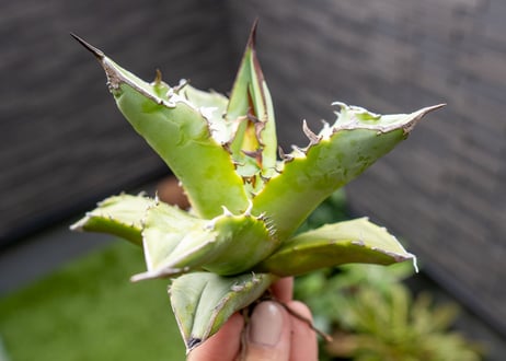 Agave Sowing seeds NO.8