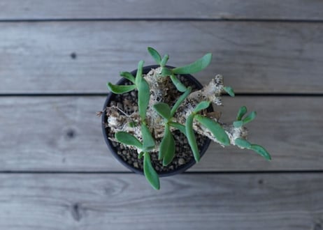 チレコドン　万物想　Tylecodon reticulatus