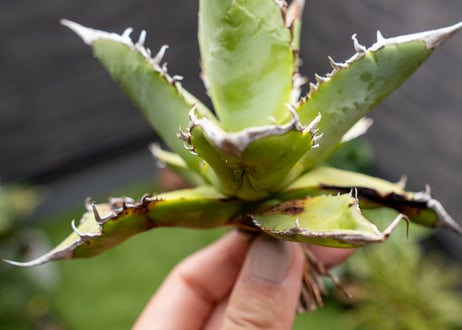 Agave Sowing seeds NO.7